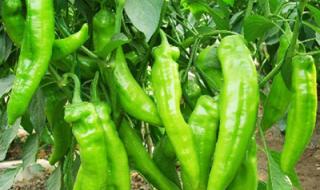 江西省吉安市永丰县 江西省吉安市永丰县