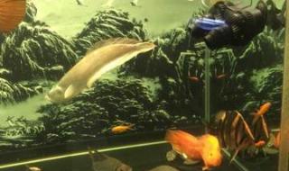 银龙鱼混养 银龙鱼混养