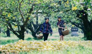 砀山梨花节 砀山梨花节