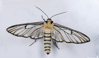 乌桕大蚕蛾 乌桕大蚕蛾