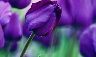紫色郁金香图片 紫色郁金香图片