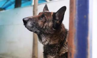 警犬退役后可以领养吗 警犬退役后可以领养吗