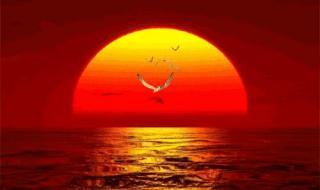 宠物小精灵太阳月亮 宠物小精灵太阳月亮