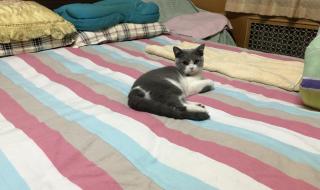 小年下雪有什么预兆 小年下雪有什么预兆