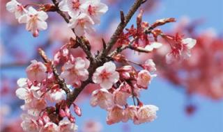 微信最美的头像图片 微信最美的头像图片