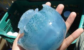 巨大水母群覆盖海面 巨大水母群覆盖海面